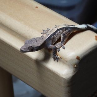 세이블 블랙 화이트