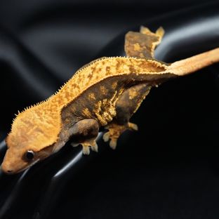 F03