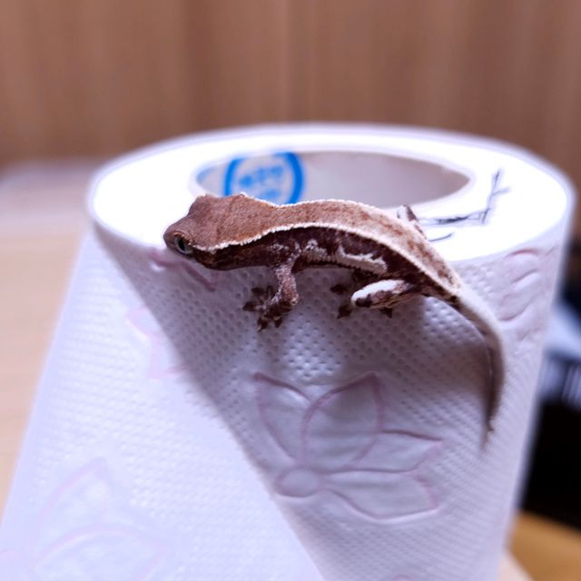 프라푸치노 레드