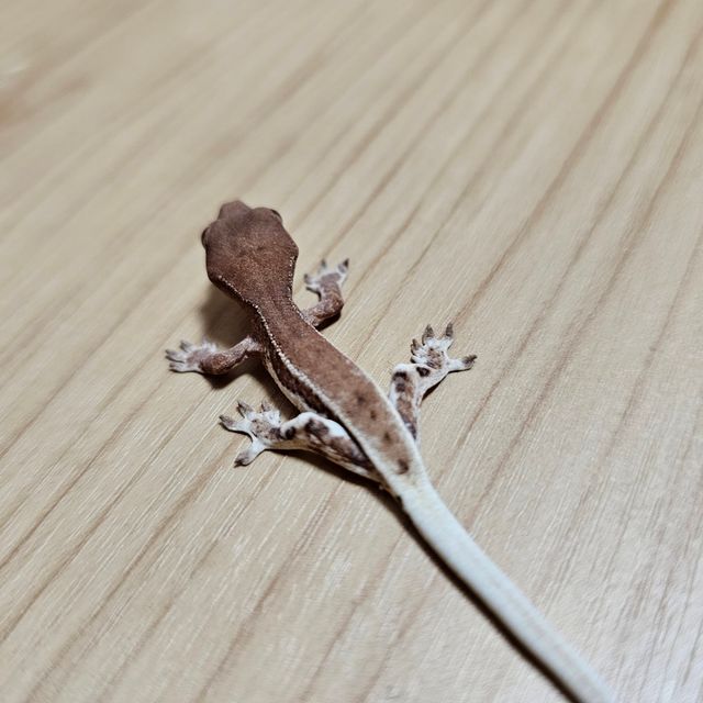 프라푸치노 레드