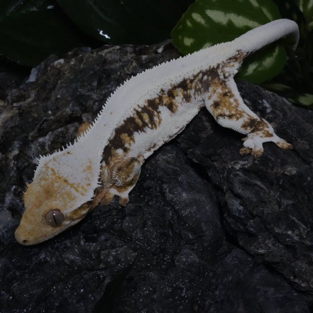 트라이 릴리화이트