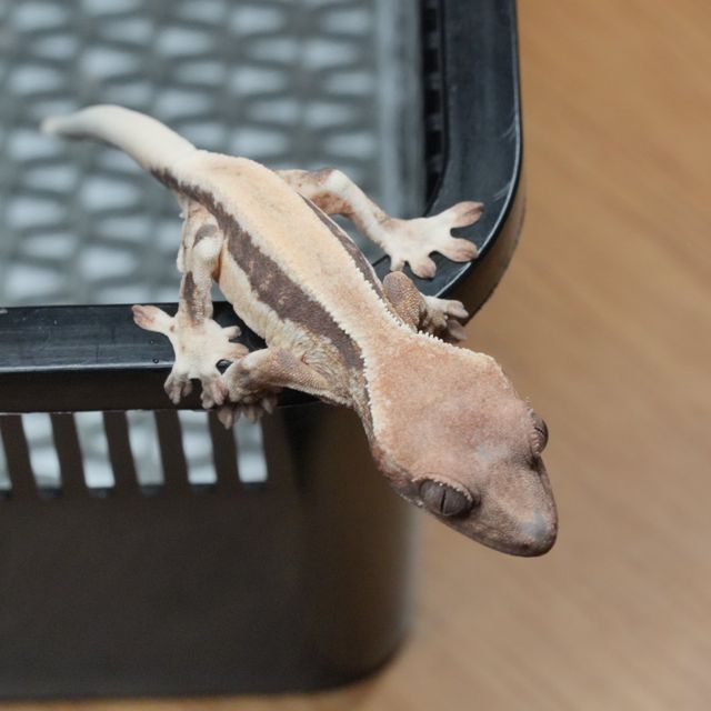 릴리 세이블