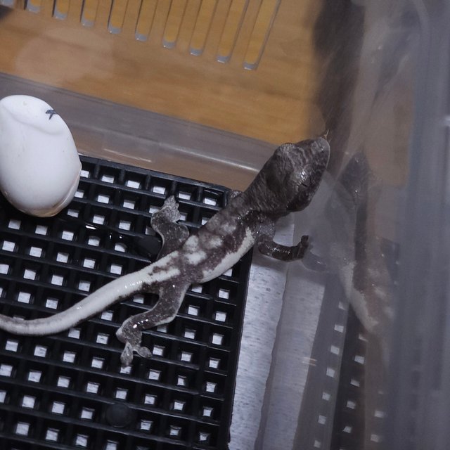 릴리 세이블 릴잔틱 세이블 아잔틱 팬텀