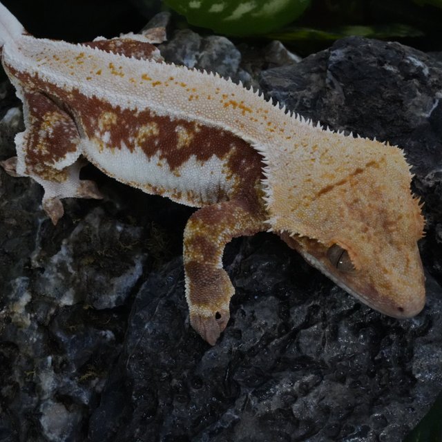 릴리100%헷아잔틱 레드