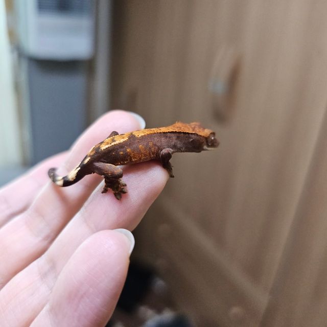 세이블