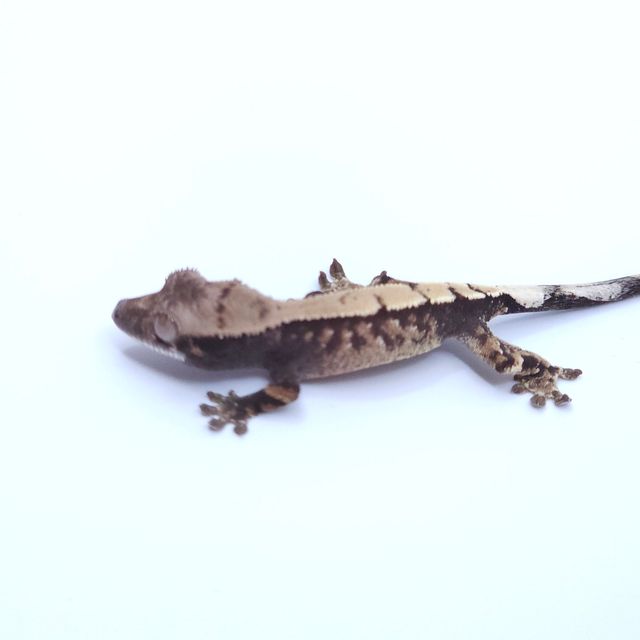 세이블