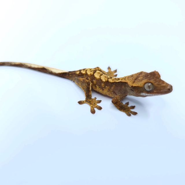 익스트림할리퀸