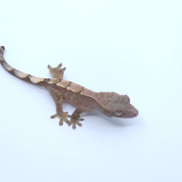 세이블