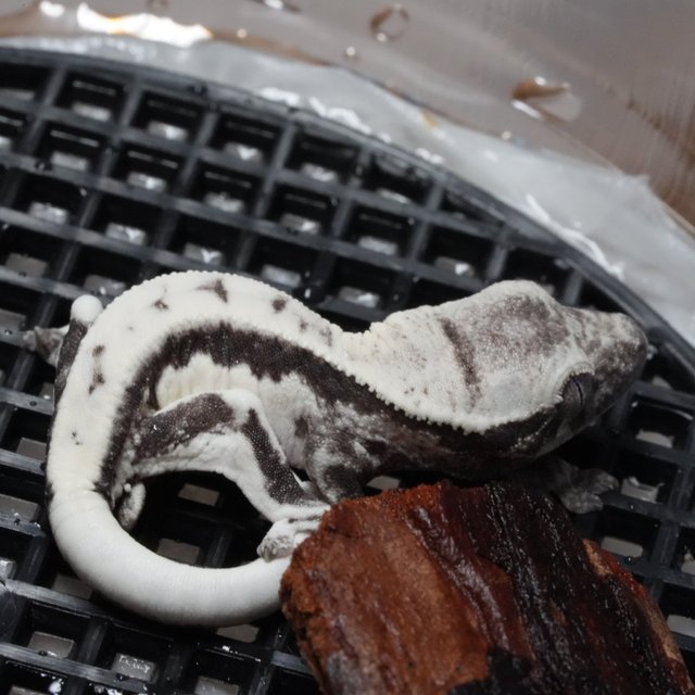 릴리 세이블 아잔틱 릴잔틱 세이블 릴리화이트