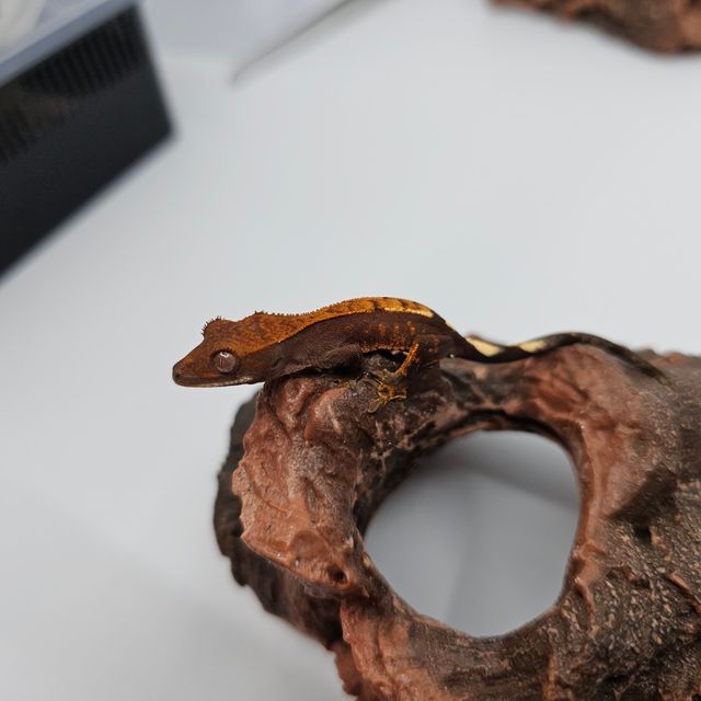세이블