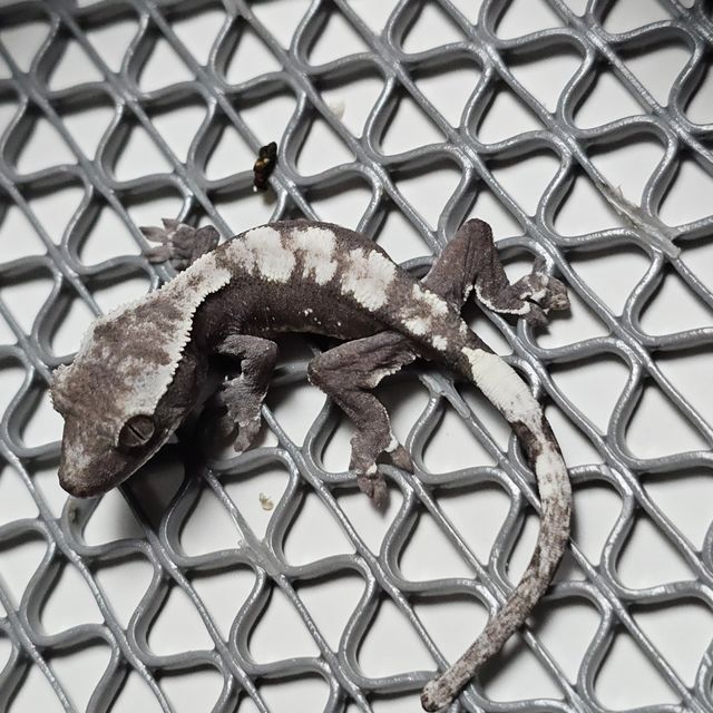 아잔틱