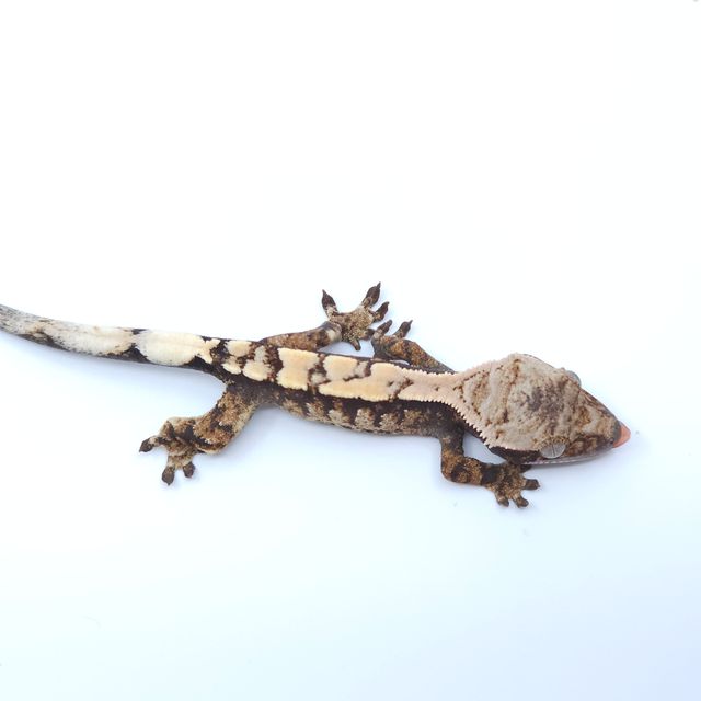 세이블