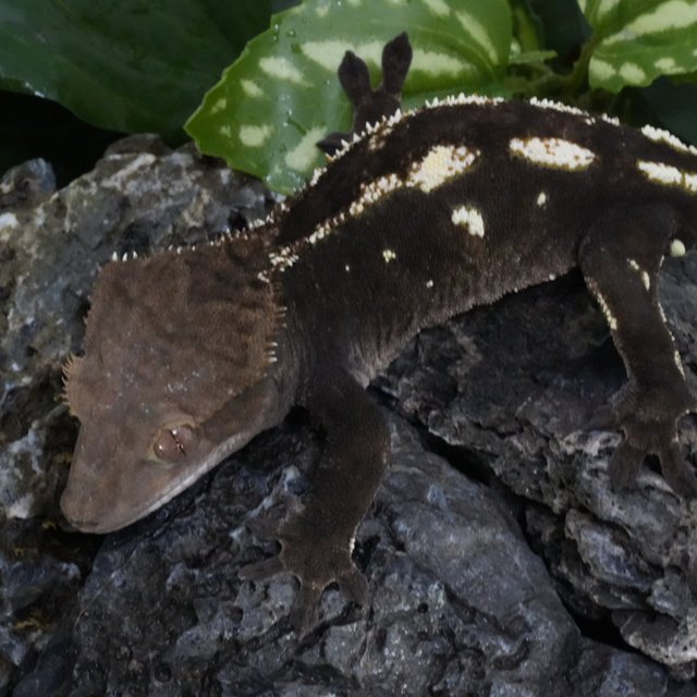 다크 세이블 100%헷아잔틱