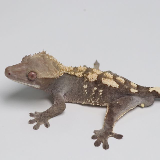 세이블