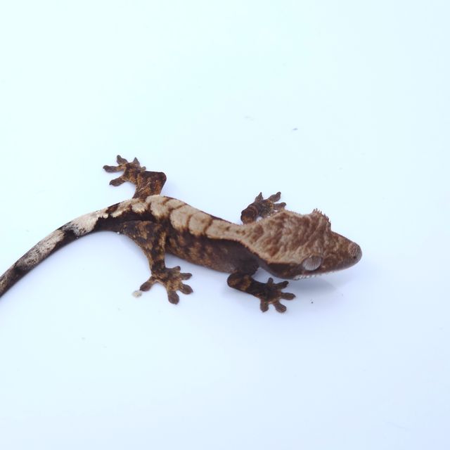 세이블