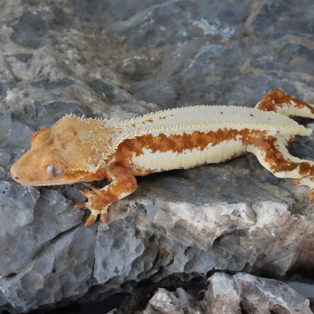 릴리화이트 크림시클