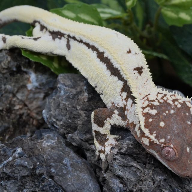 릴리 세이블 노던버지니아