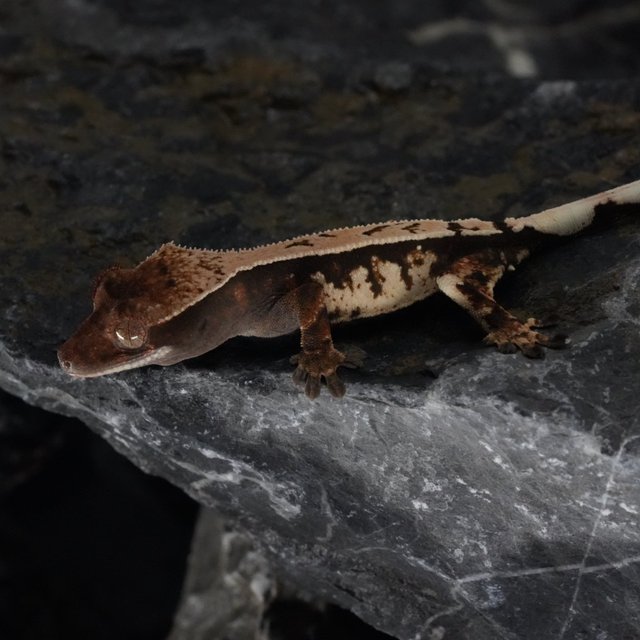 세이블 화이트크라운 화이트스팟