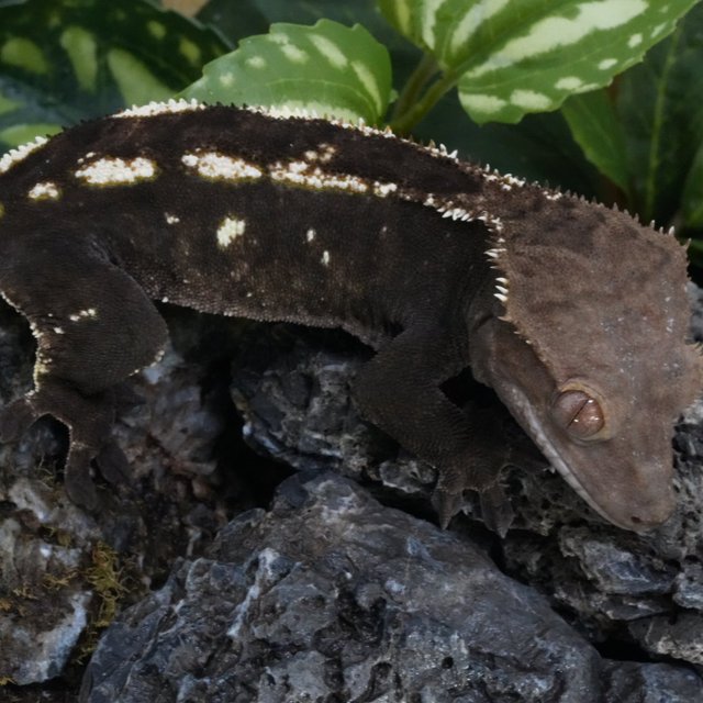 다크 세이블 100%헷아잔틱