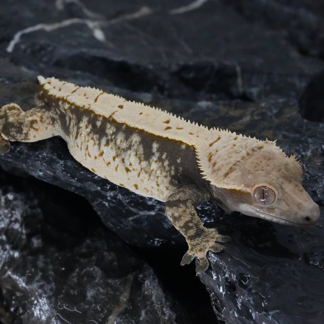 노멀 다크 익스트림할리퀸