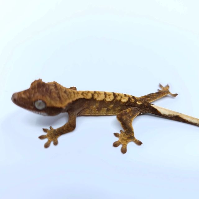 익스트림할리퀸