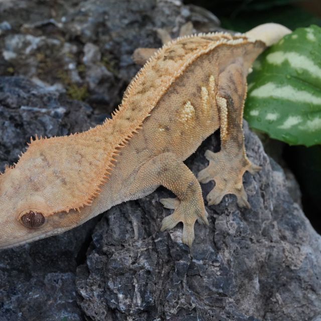 노멀 레이지 크림시클