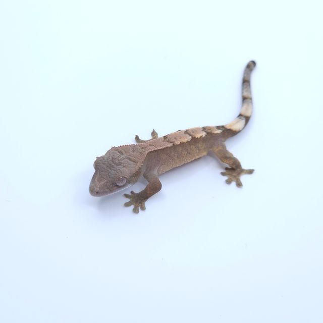 세이블