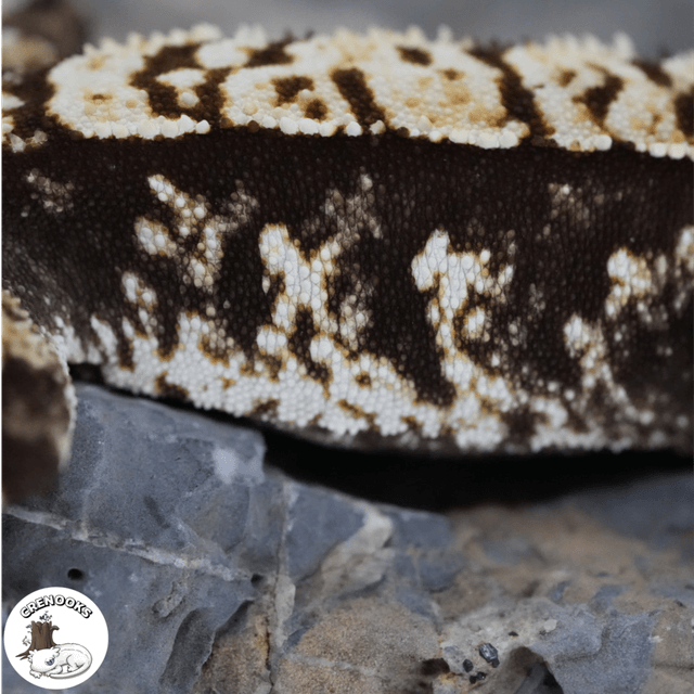 노멀 다크 익스트림할리퀸