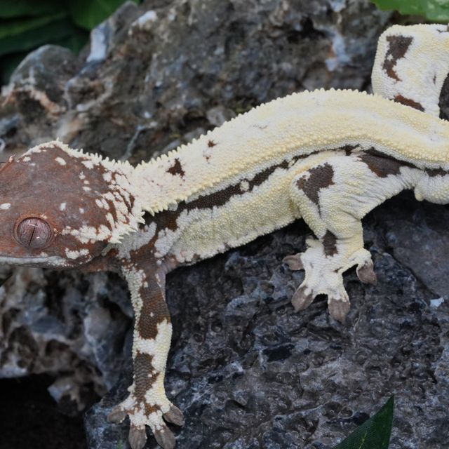 릴리 세이블 노던버지니아