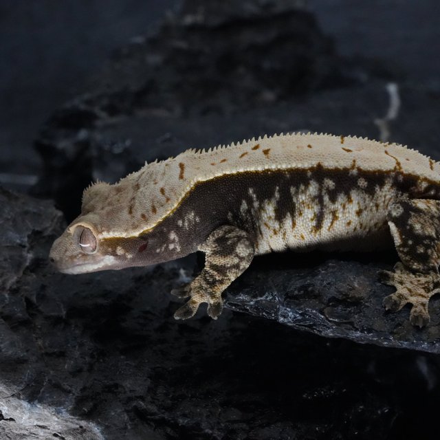 노멀 다크 익스트림할리퀸