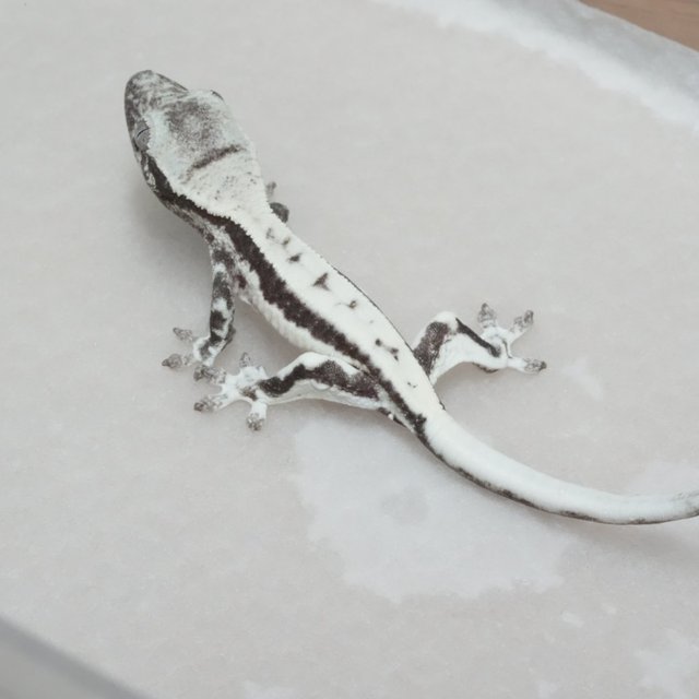 릴리 세이블 아잔틱 릴잔틱 세이블 릴리화이트