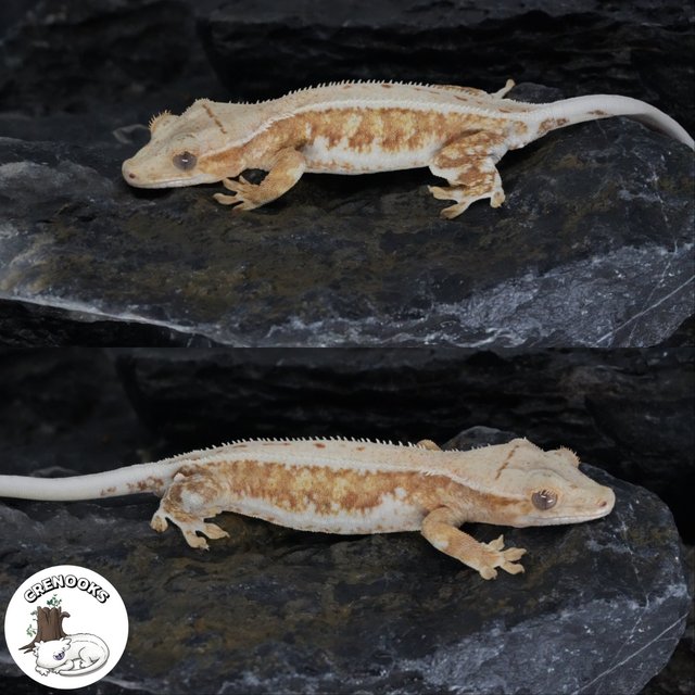 크림시클 릴리화이트