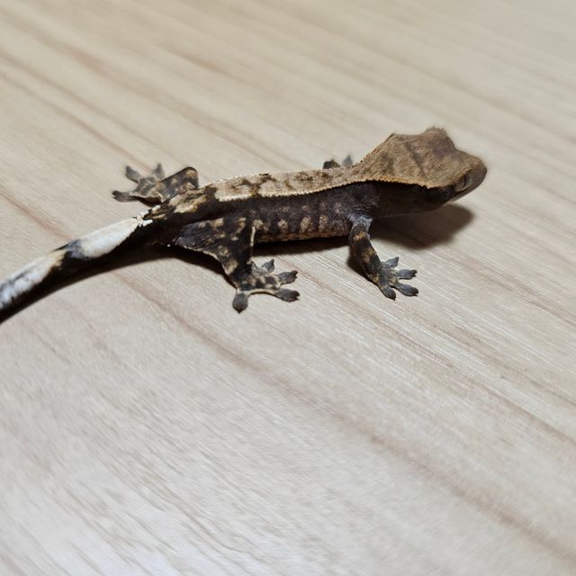 세이블