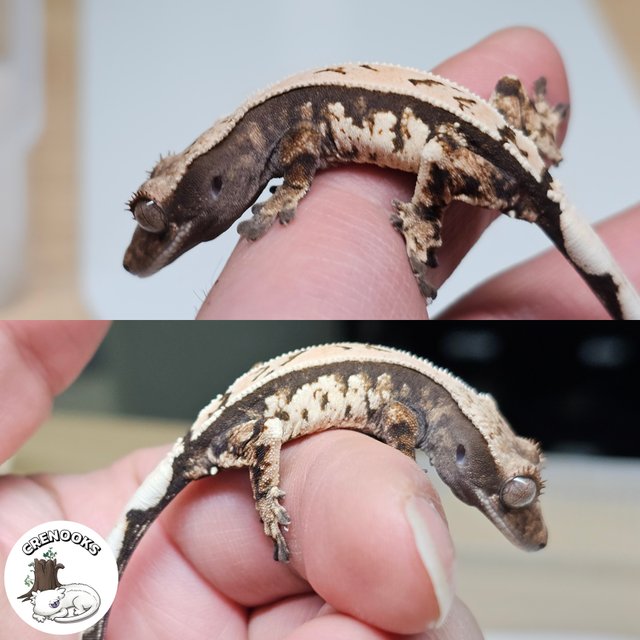 세이블 화이트크라운 화이트스팟