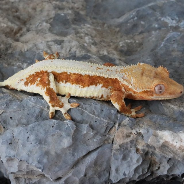 릴리화이트 크림시클