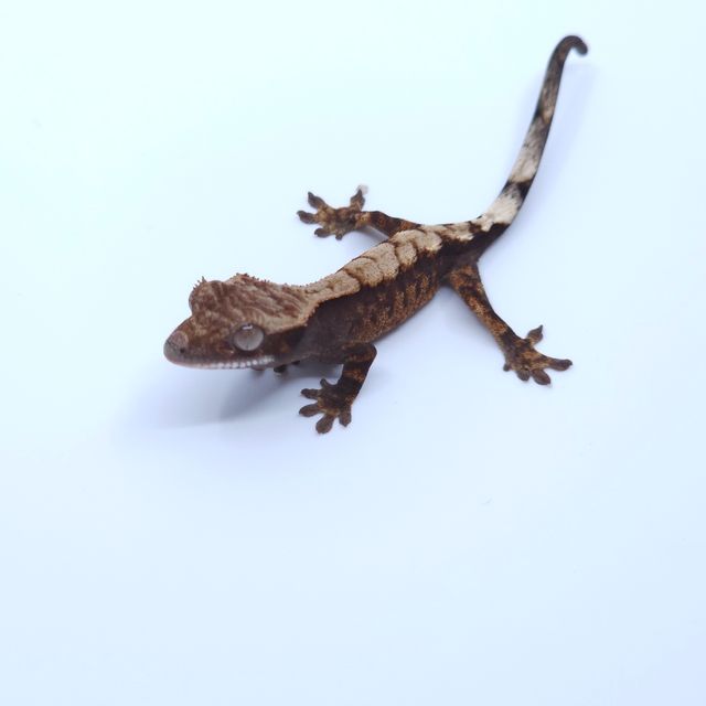 세이블