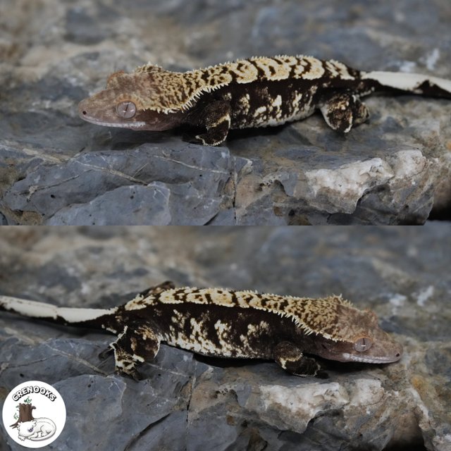 노멀 다크 익스트림할리퀸