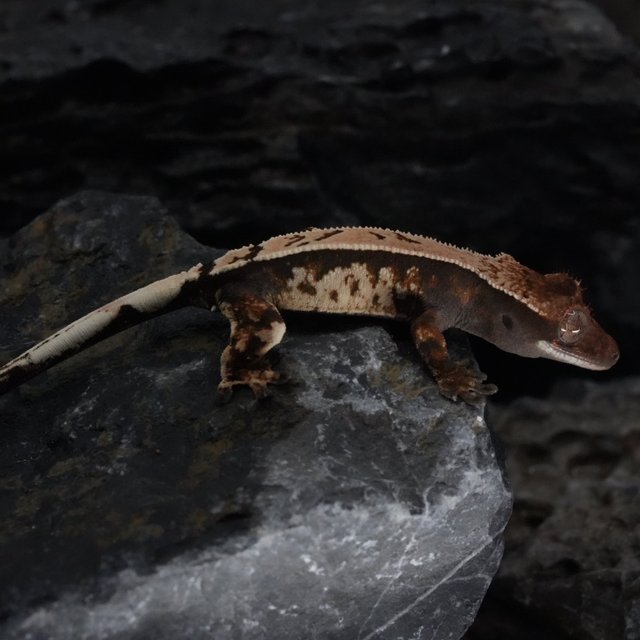 세이블 화이트크라운 화이트스팟