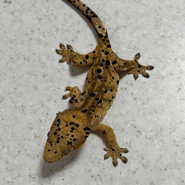 슈퍼달마시안