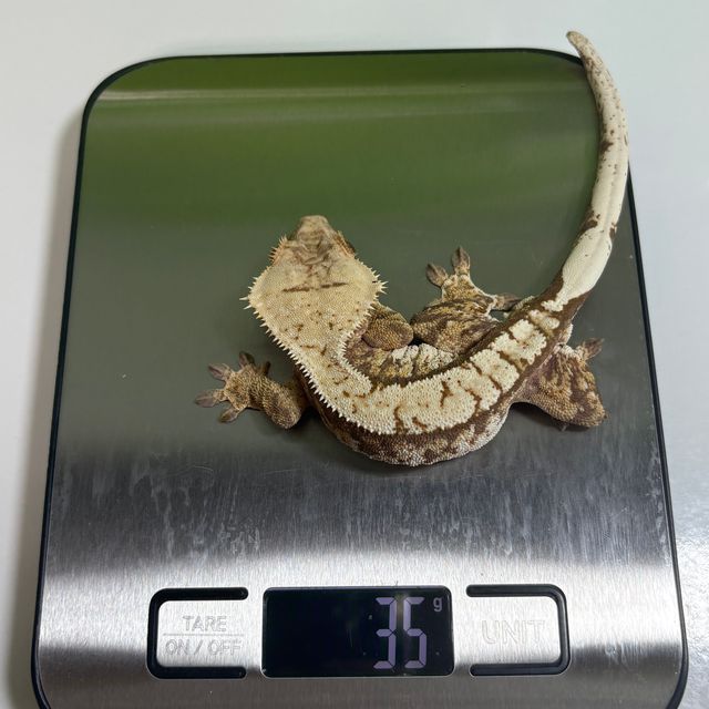 노멀 트라이 익스트림할리퀸 할리퀸