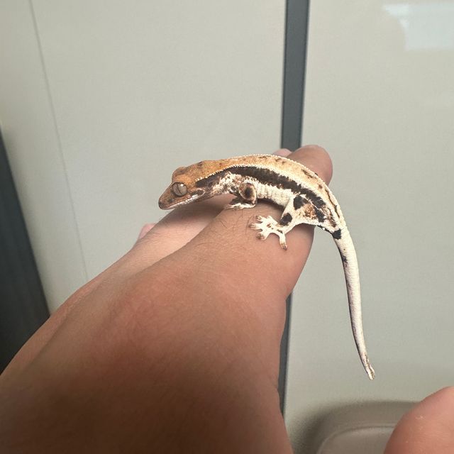 프라푸치노