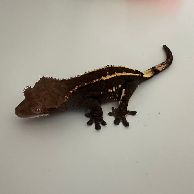 카푸치노