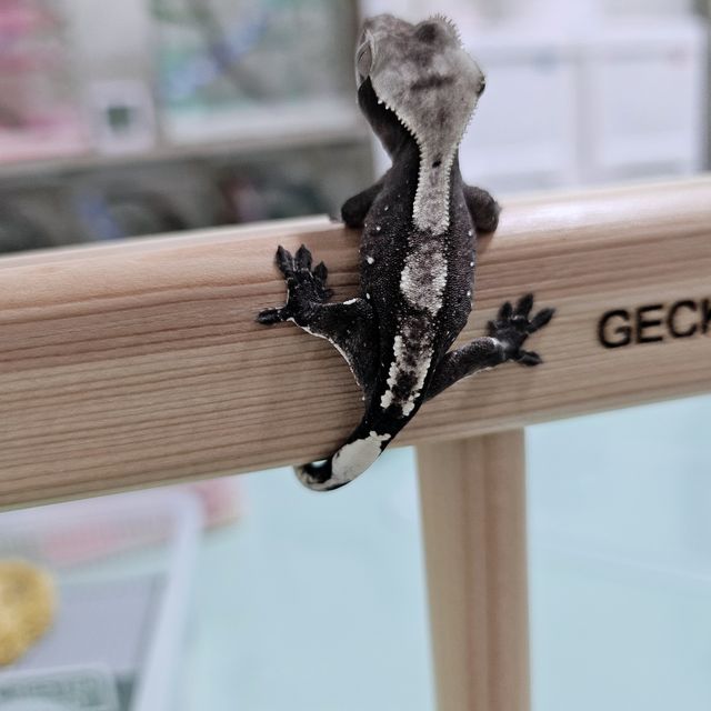 아잔틱