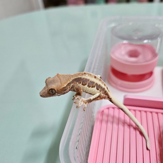 프라푸치노