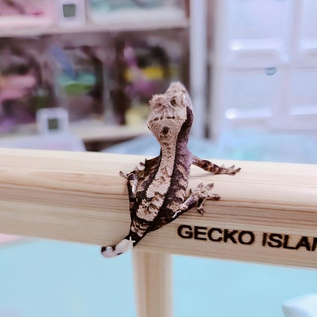 100%헷아잔틱 카푸치노