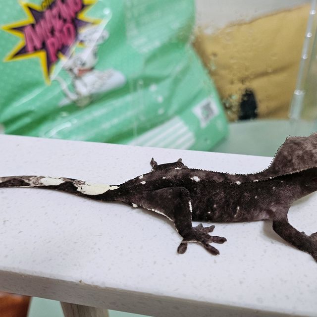 아잔틱