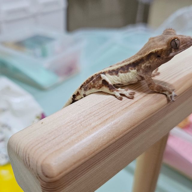 프라푸치노