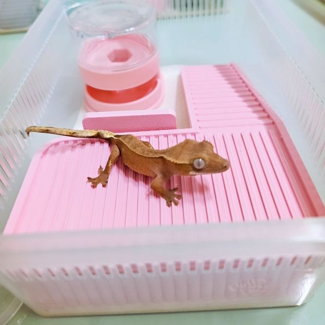 레드 바이