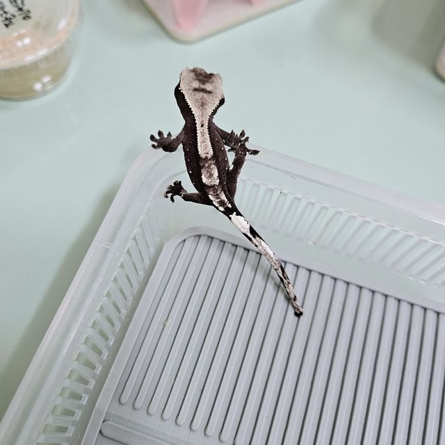 아잔틱