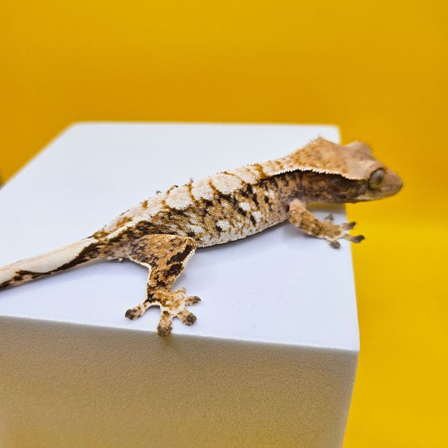 트라이